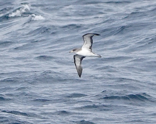 Cory's shearwater